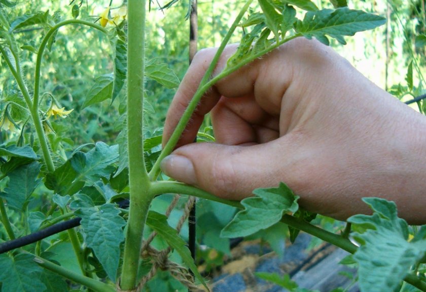 Пасынкование Пасынкование
