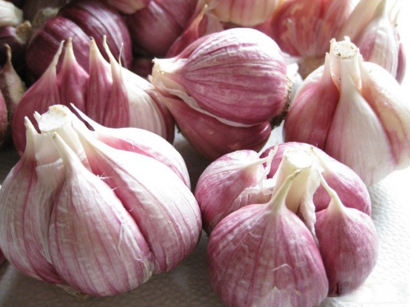 Озимовый чеснок Озимовый чеснок