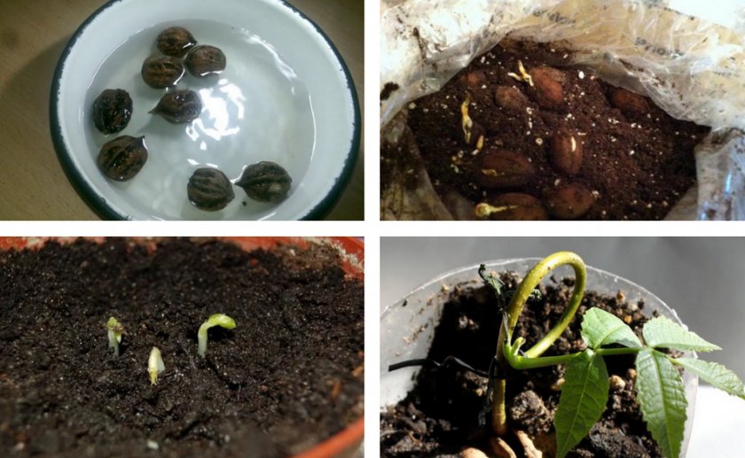 Инструкция проращивания ореха