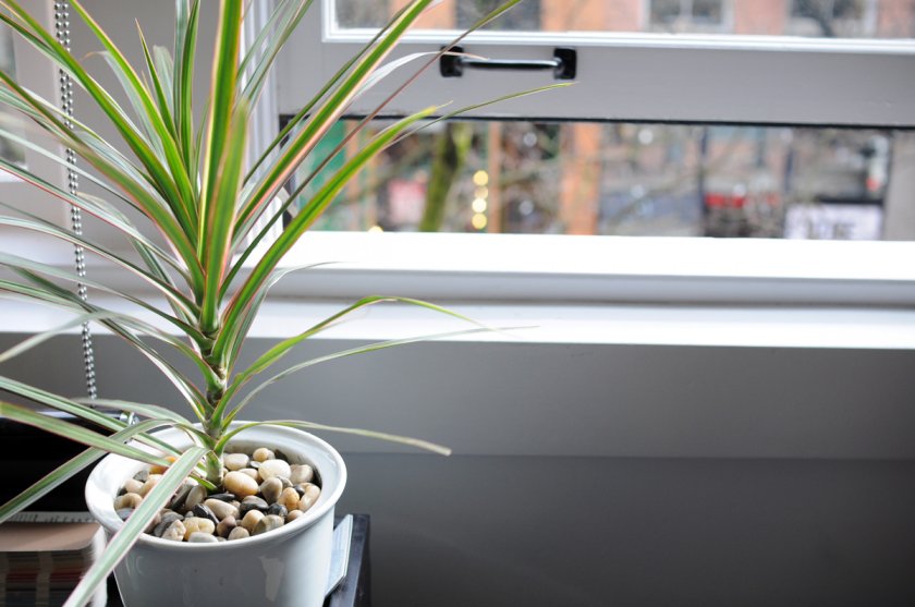 Уход за драценой