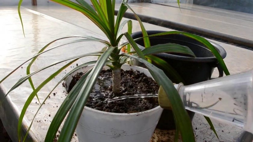 Какая вода нужна для полива драцены