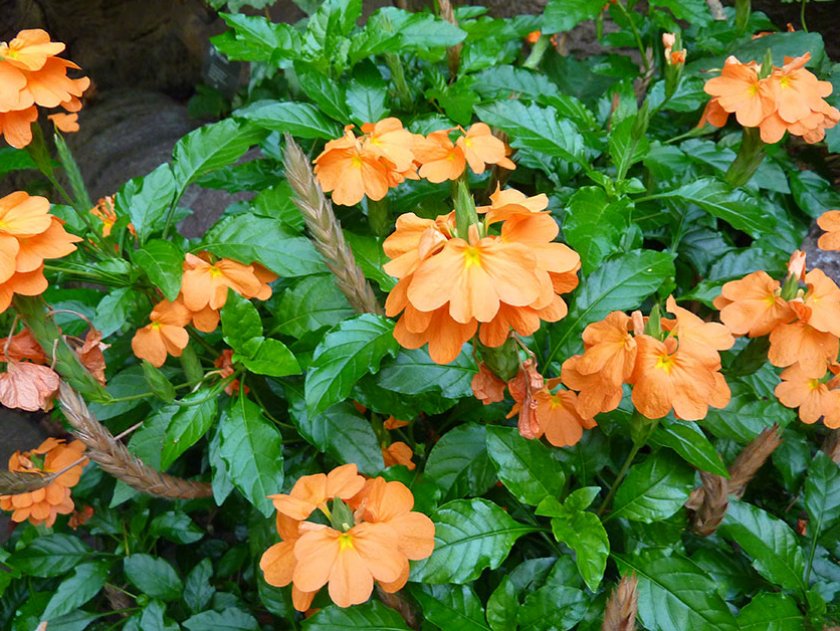 Воронковидная