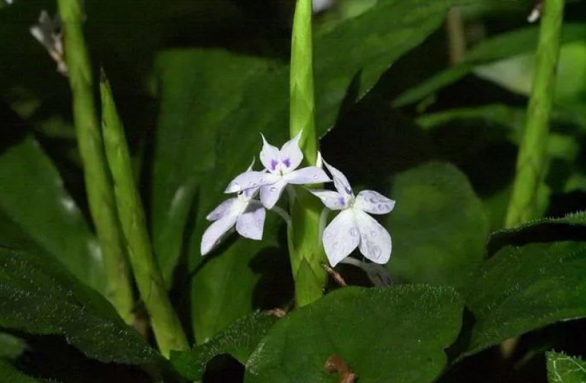 Гвинейская