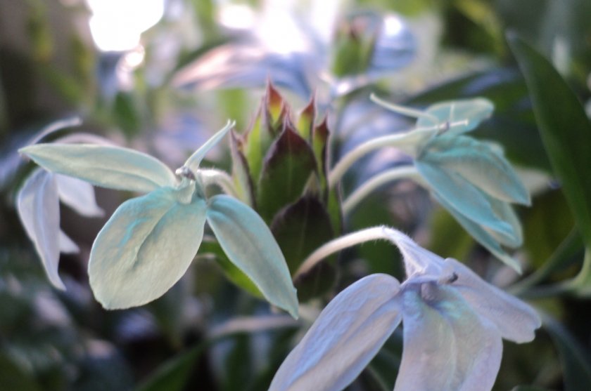 Зелёная («Зелёный лёд»)