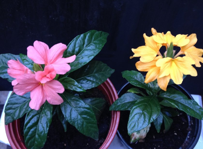 Кроссандра Кроссандра