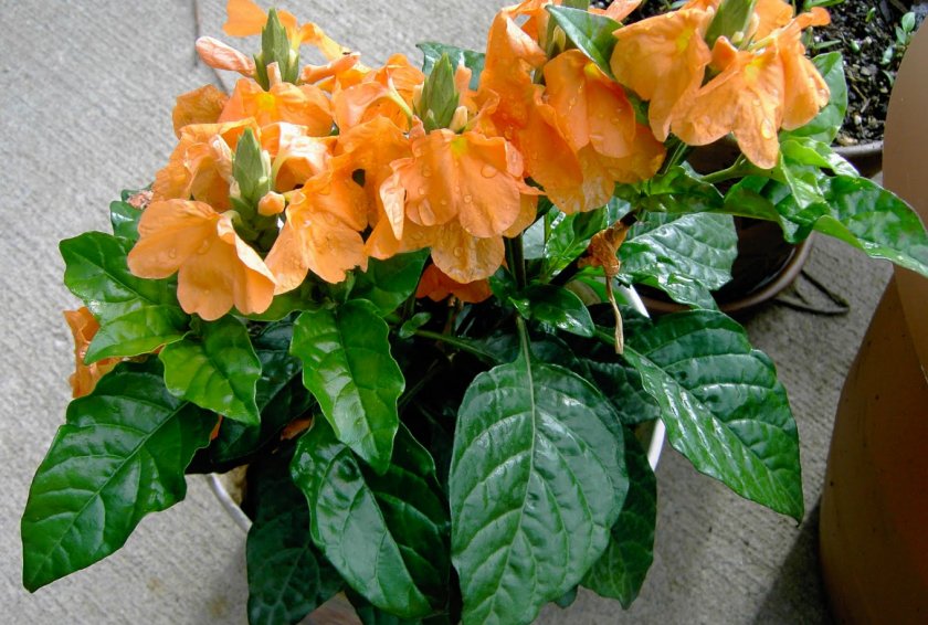 Кроссандра Кроссандра