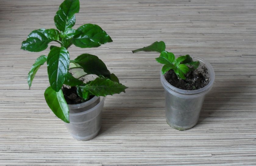 Размножение кроссандры черенками Размножение кроссандры черенками