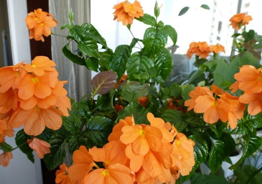 Кроссандра Кроссандра