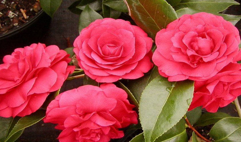 Камелия японская Камелия японская