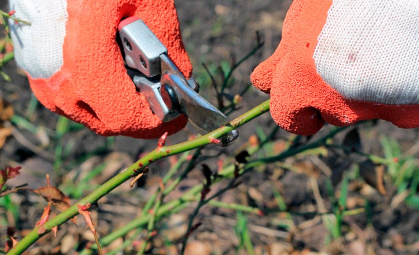 Обрезка роз