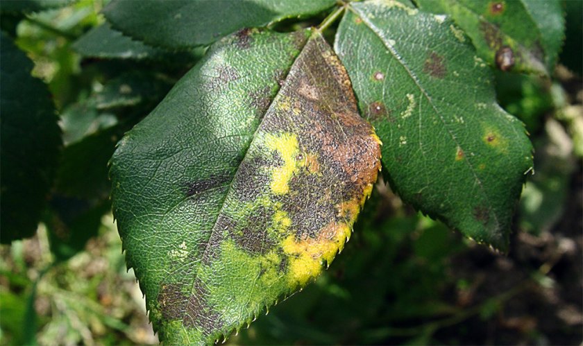 Чёрная пятнистость