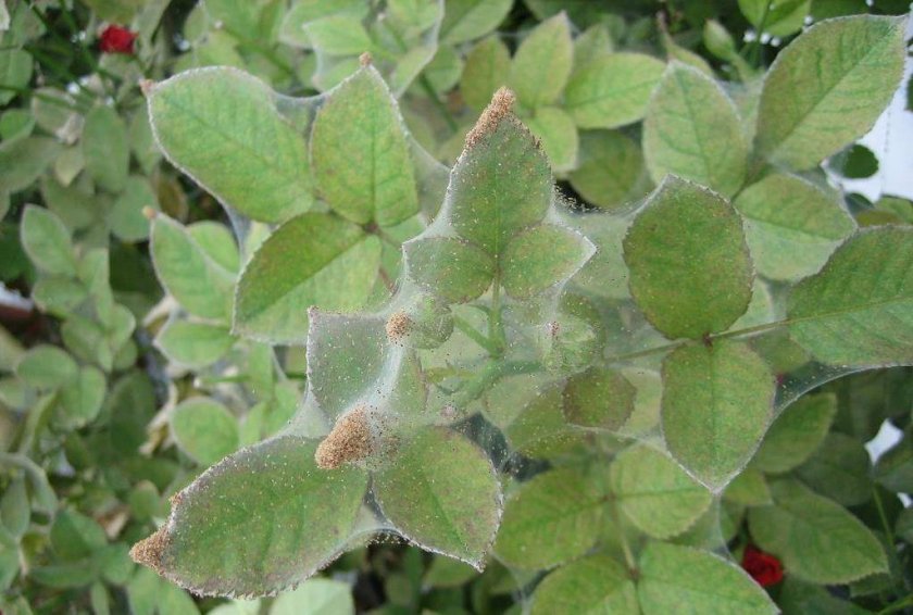 Паутинный клещ