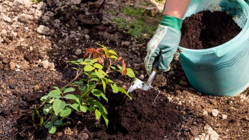 Подкормка роз