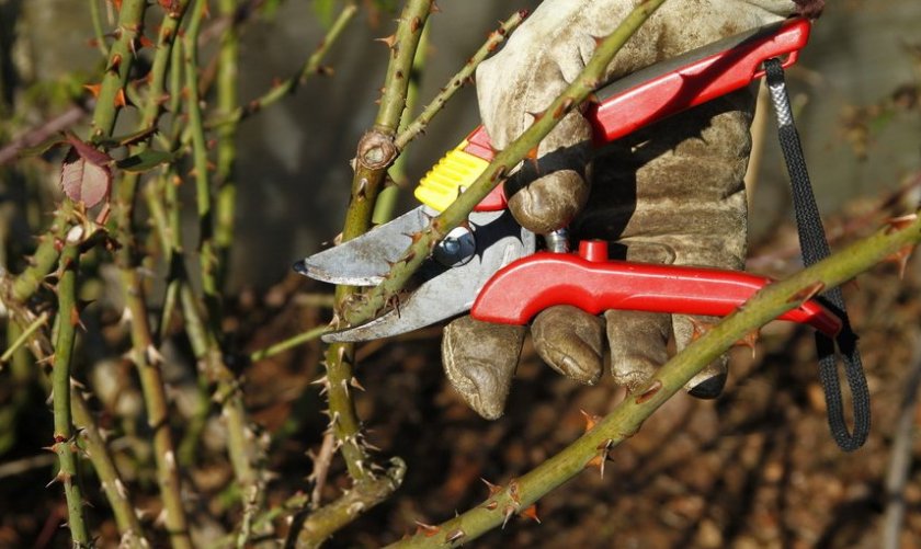 Обрезка роз