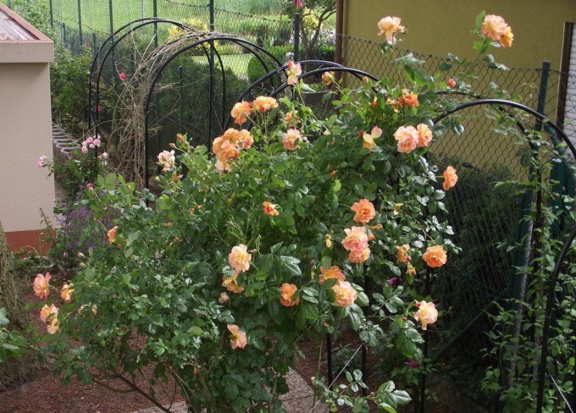 Выбор места для розы вестерленд Выбор места для розы вестерленд