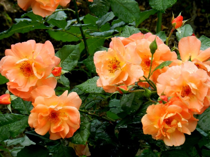 Полив и опрыскивание вестерленда Полив и опрыскивание вестерленда