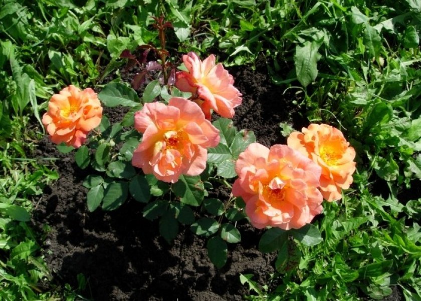 Прополка роз Прополка роз