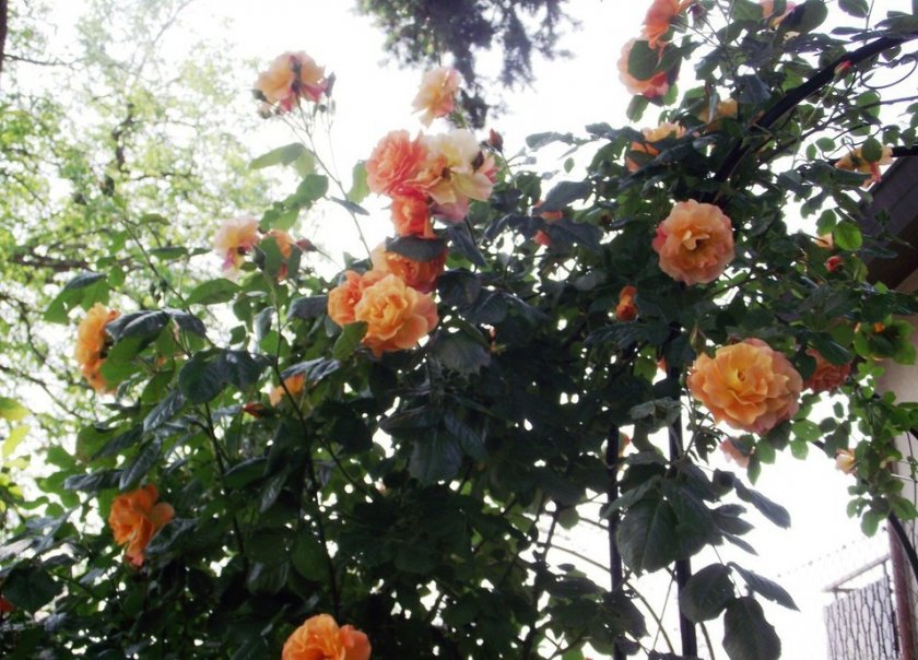 Розы вестерленд Розы вестерленд