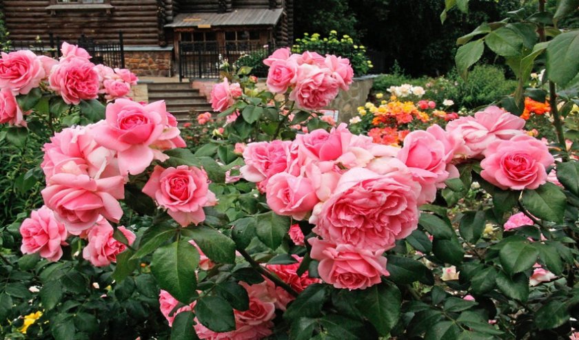 Роза Флорибунда