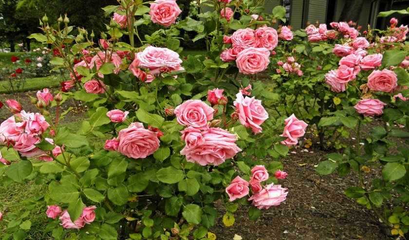 Роза Флорибунда Роза Флорибунда