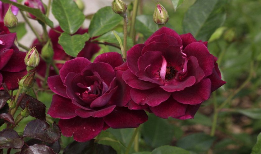 Роза Флорибунда Роза Флорибунда