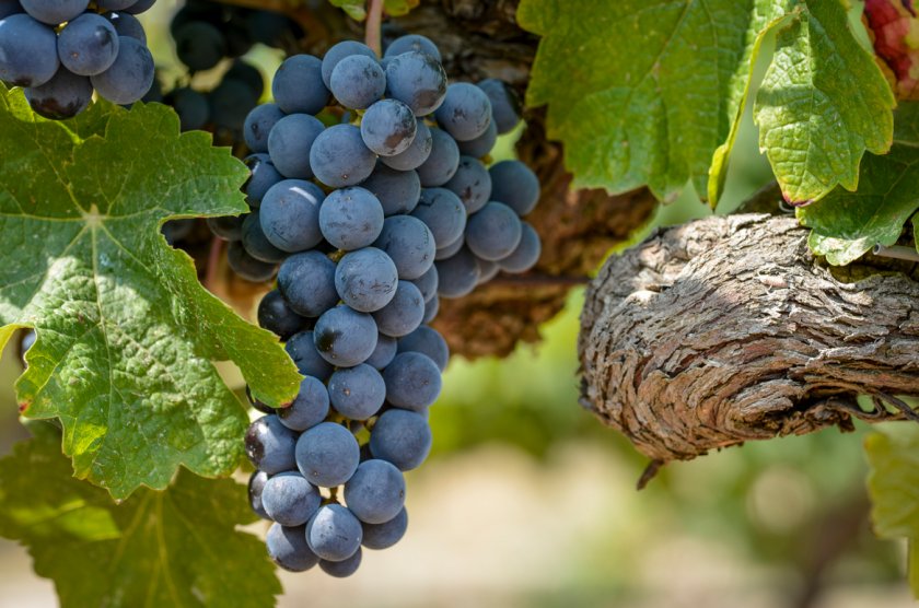 Виноград Мерло