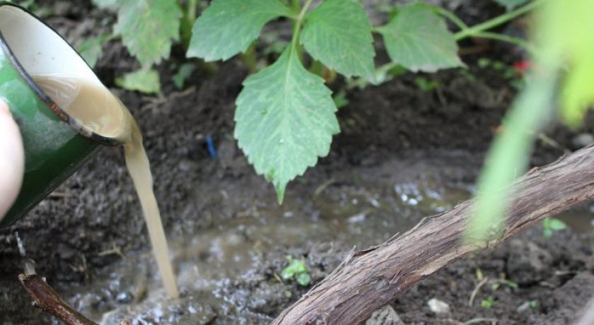 Подкормка винограда