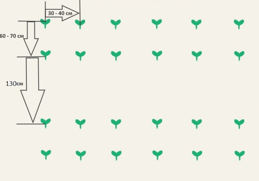 Схема высадки семян в открытый грунт Схема высадки семян в открытый грунт