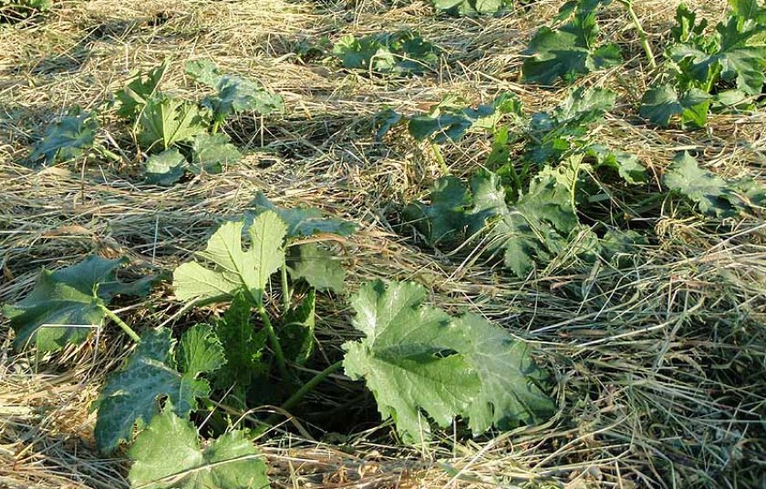 Мульчирование кабачков Мульчирование кабачков