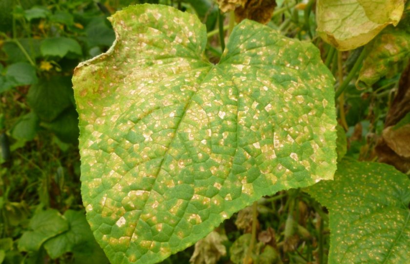 Пероноспориоз кабачков Пероноспориоз кабачков
