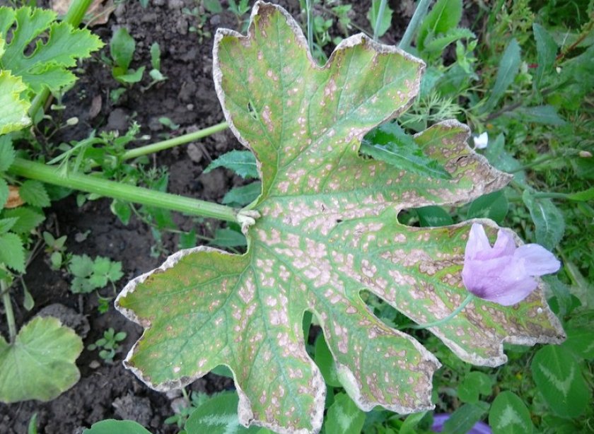 Антракноз Антракноз