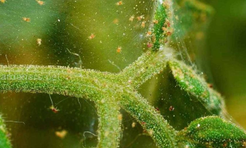 Паутинный клещ Паутинный клещ