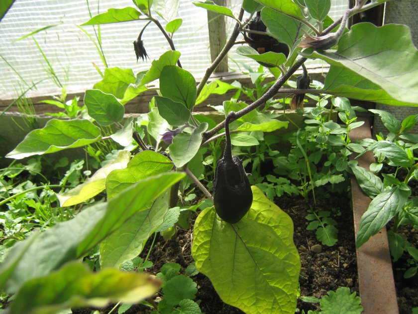 Сроки посадки баклажанов сорта робин гуд Сроки посадки баклажанов сорта робин гуд