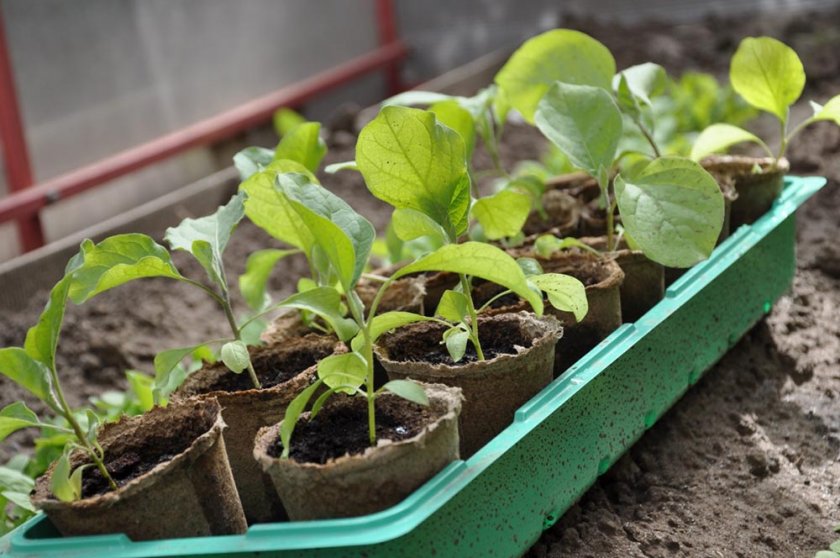 Ёмкости для выращивания Ёмкости для выращивания