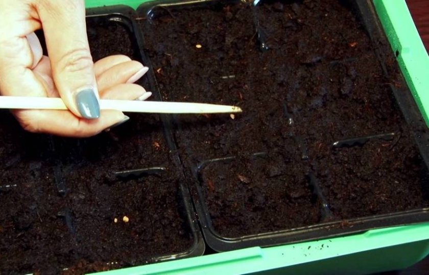 Посев семян Посев семян