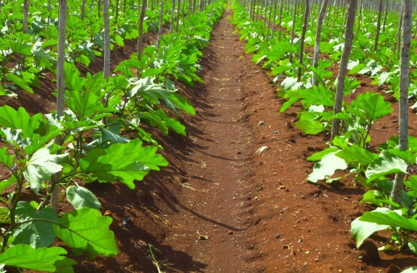 Схема и глубина посадки Схема и глубина посадки