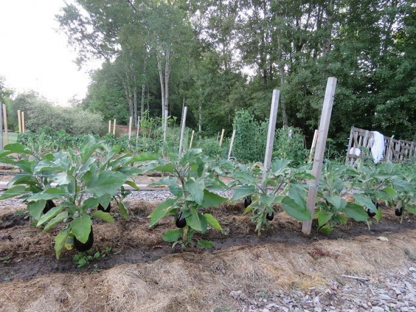 Уход за почвой Уход за почвой