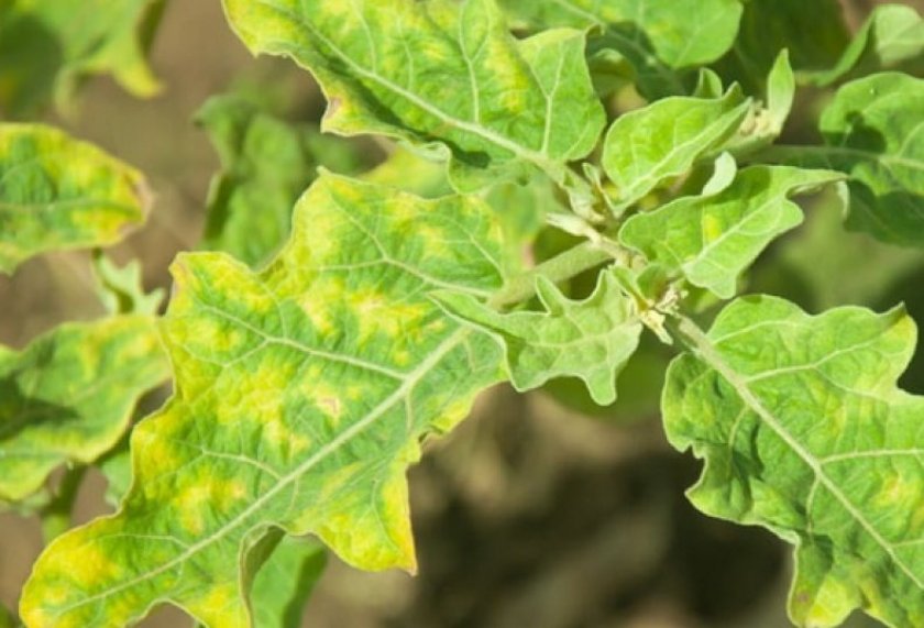 Табачная мозаика на баклажанах Табачная мозаика на баклажанах