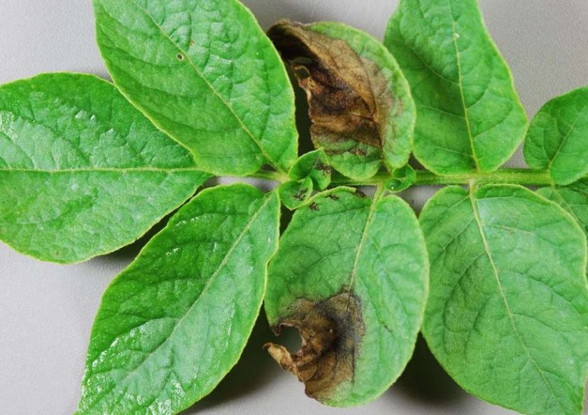 Фитофтора на баклажанах Фитофтора на баклажанах