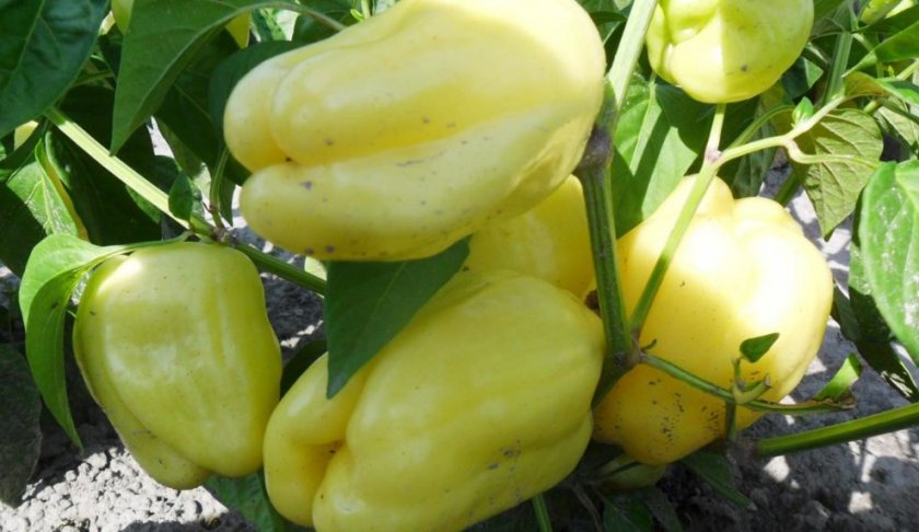 Сладкий перец Белое Золото Сладкий перец Белое Золото