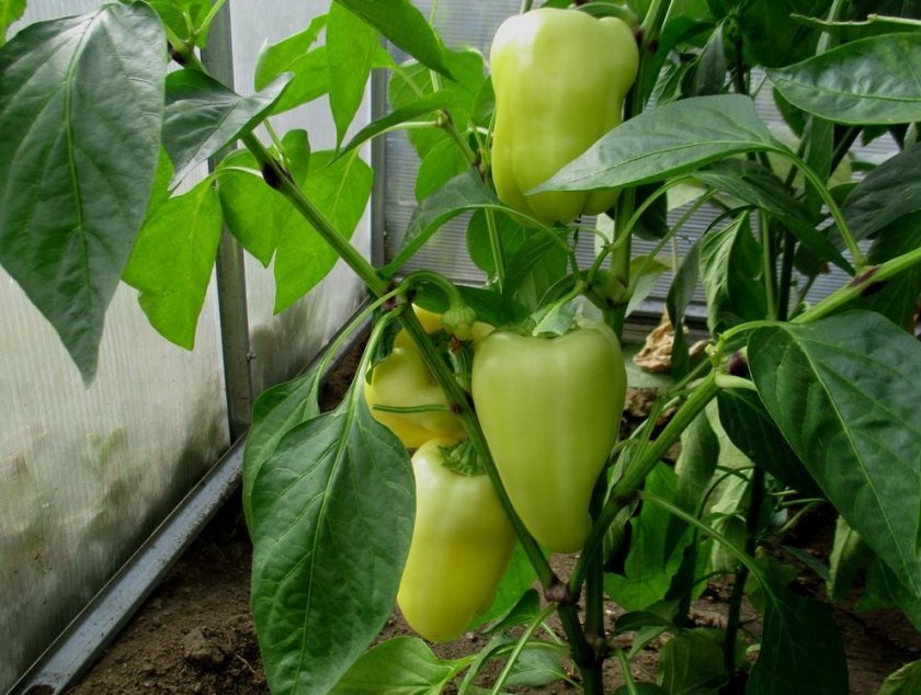 Сладкий перец Белое Золото Сладкий перец Белое Золото