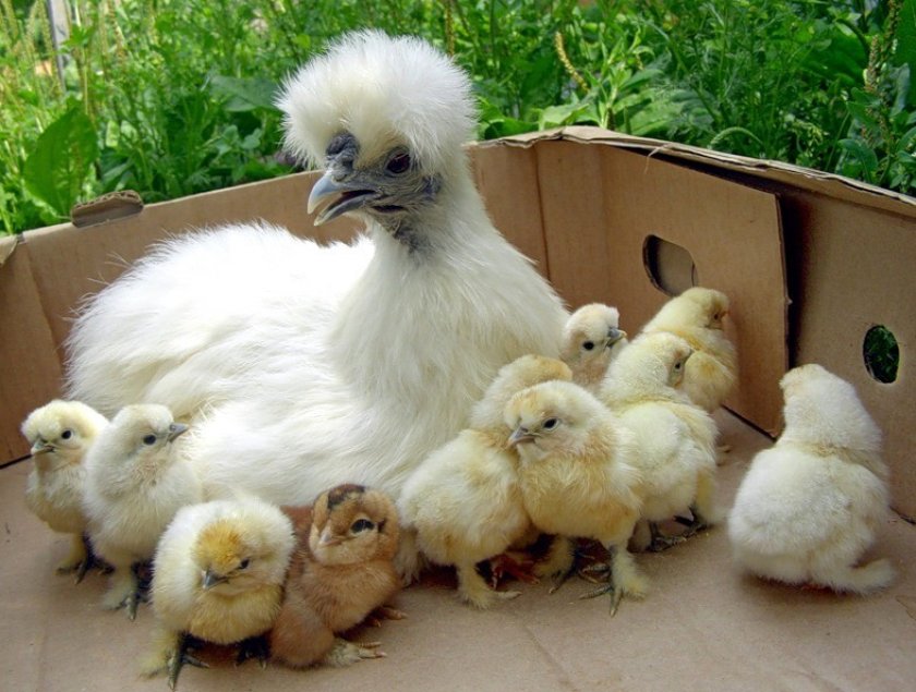 Китайские шёлковые цыплята Китайские шёлковые цыплята