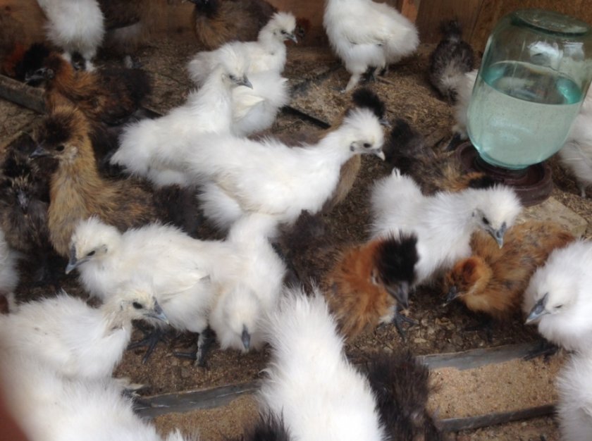 Китайские шёлковые цыплята Китайские шёлковые цыплята