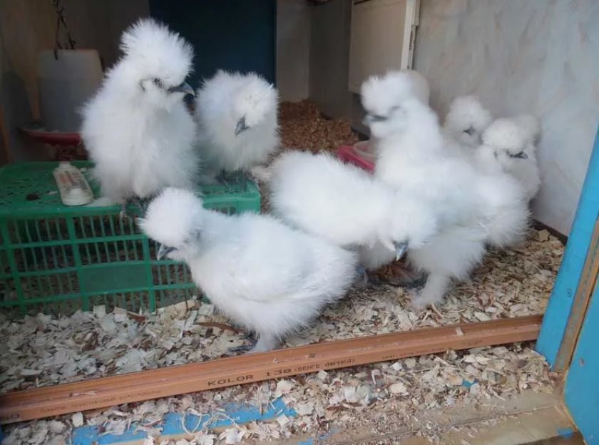 Китайские шёлковые цыплята