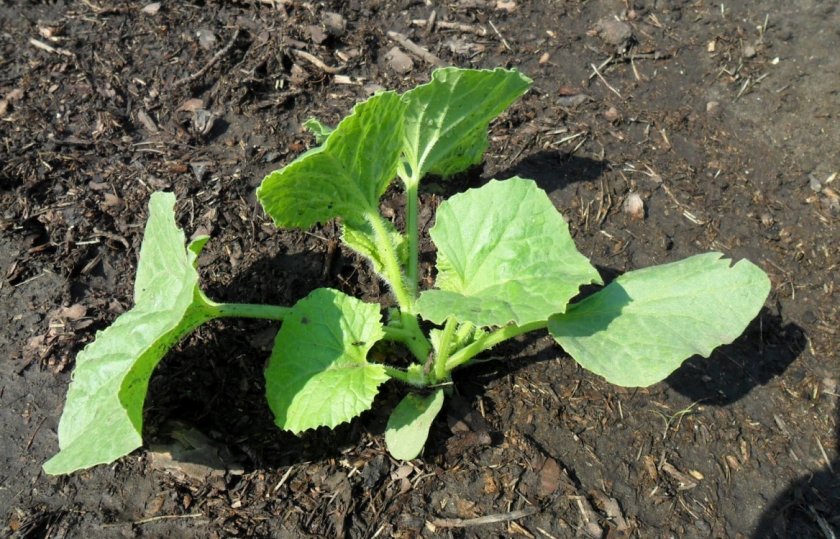 Рассада дыни