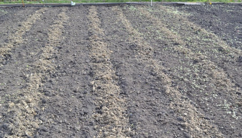 Грядка для посадки