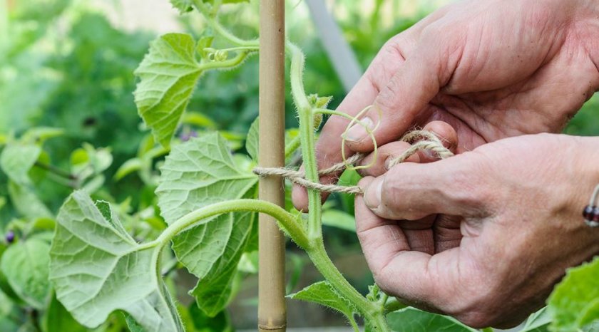 Дыня на шпалере Дыня на шпалере