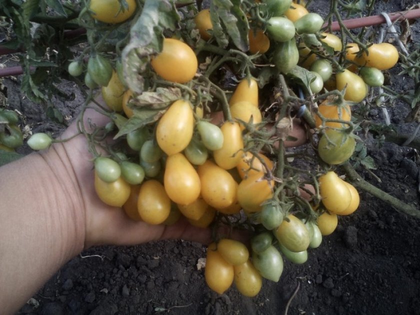 Золотая кисть Золотая кисть