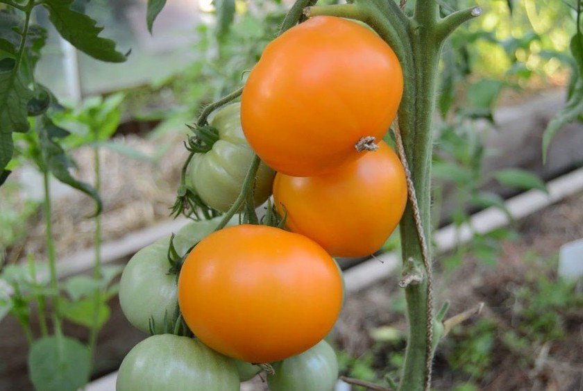 Летний абрикос Летний абрикос