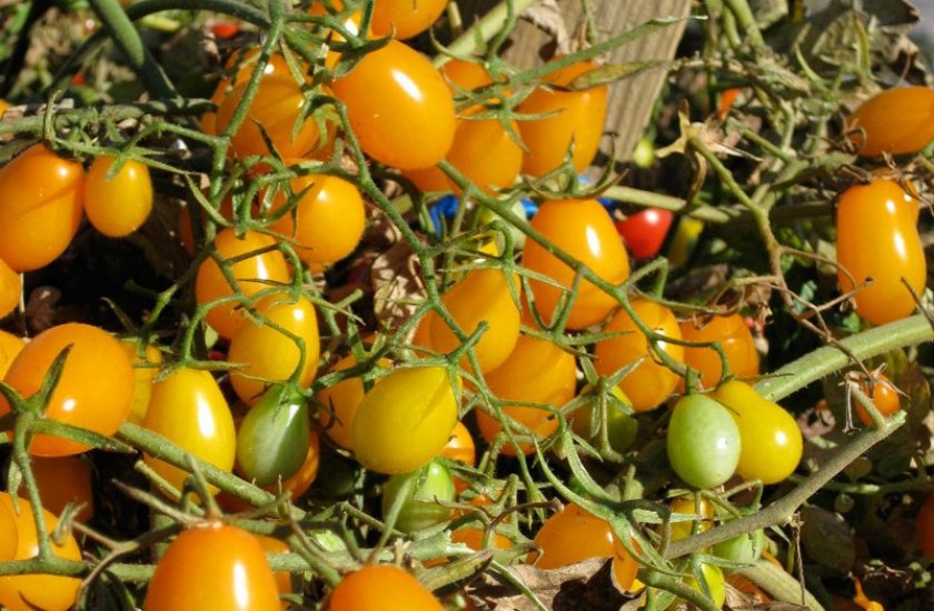 Медовая капля Медовая капля